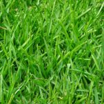 Turf & Artificial Grass Company Romsey